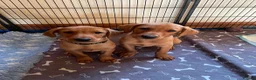 Labrador Retriever dogs for sale: STUNNING KC REG FOX RED LABRADOR PUPPIES - Advert 1