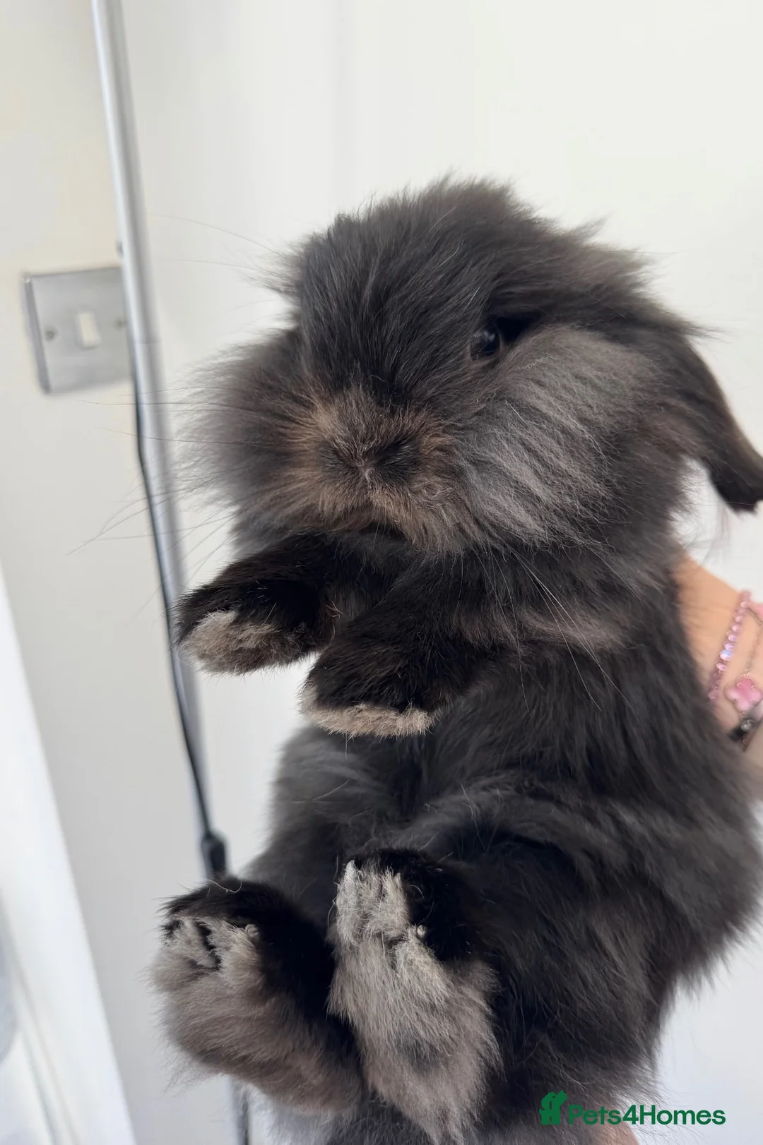 Lionhead rabbits for sale: Fluffy lionhead lop rabbit - Advert 2