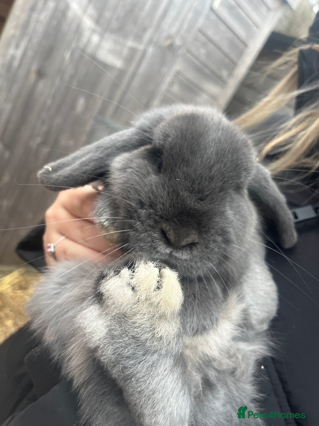 Mini Lop rabbits for sale: mini lop for sale  - Advert 3