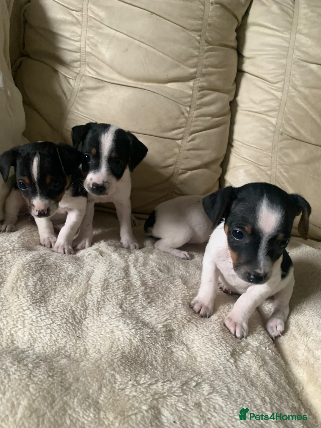 Jack Russell dogs for sale: Miniature jack russels - Advert 6