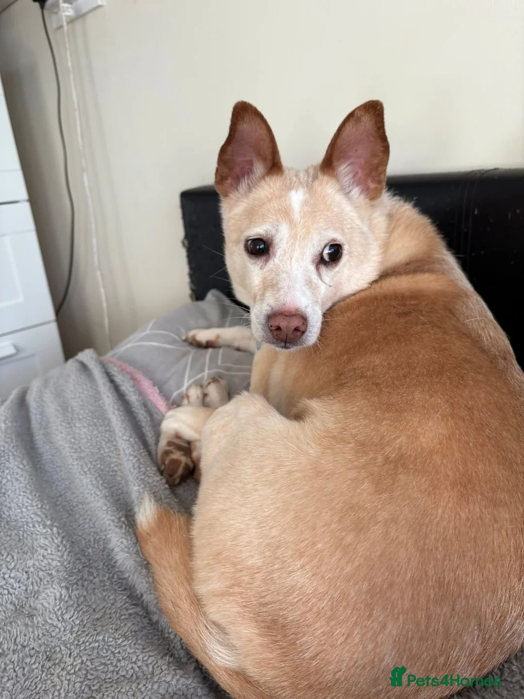 Mixed Breed dogs for adoption: Paddy - Hempnall Norfolk  - Advert 8