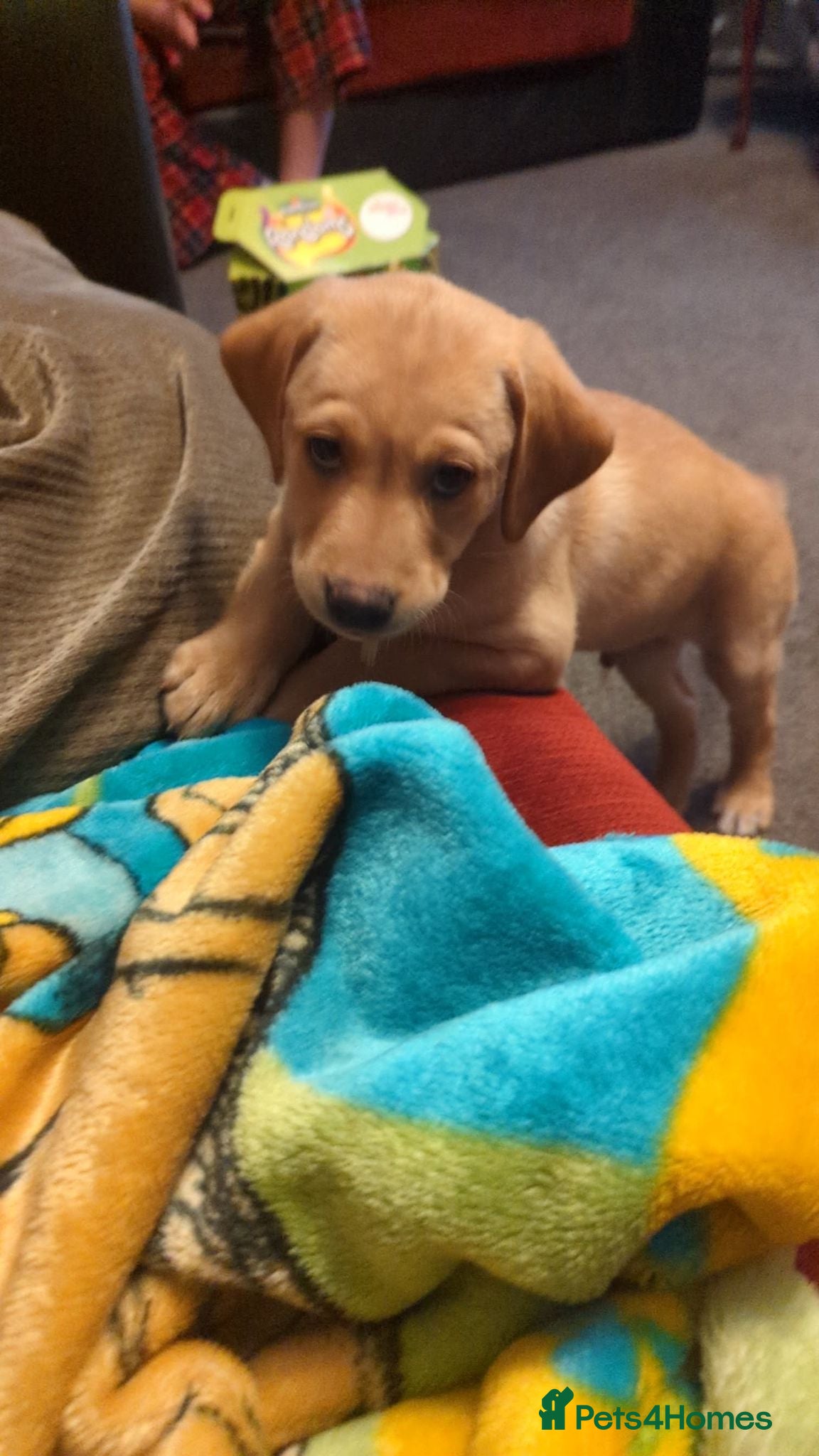 Labrador Retriever dogs  Last Yellow Male!Health checked and microchipped  - Advert 1