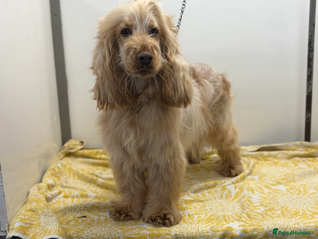 Cocker Spaniel dogs for sale: Show cocker spaniel girl - Advert 4