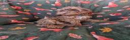 Cockapoo dogs for sale: 🌟 Superb chocolate sable cockapoo pups 🌟 in Maldon - Advert 18