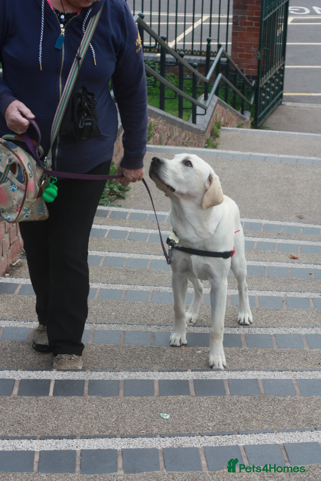 Labrador Retriever dogs for stud: Purple Genie (Duke)  Well proven stud in West Bromwich - Advert 5