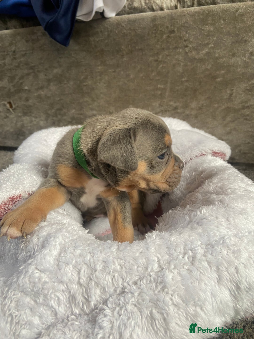 Dorset Olde Tyme Bulldogge dogs for sale: N.E.B.B.R fluffy carriers olde tyme bulldogs - Image 23