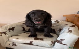 Cocker Spaniel dogs for sale: FULLY VACCINATED Black FEMALE cocker spaniel in Mold - Image 27