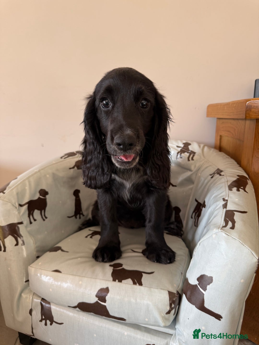 Cocker Spaniel dogs for sale: FULLY VACCINATED Black FEMALE cocker spaniel in Mold - Image 27