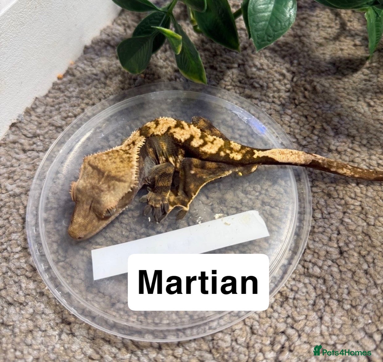 Gecko reptiles Crested geckos  - Advert 8