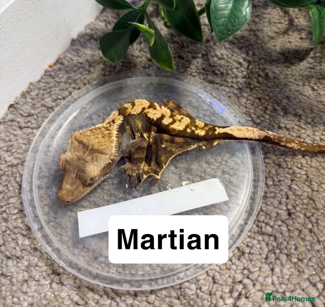 Gecko reptiles for sale: Crested geckos  - Advert 1