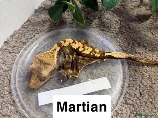 Gecko reptiles Crested geckos - Advert 15