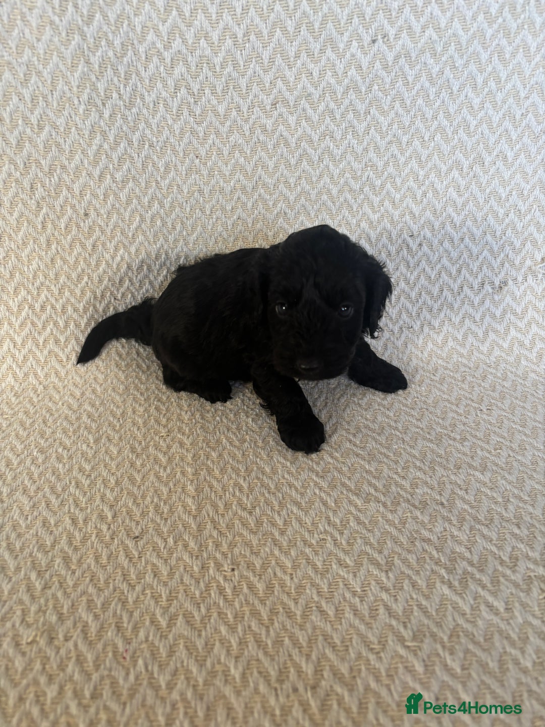 Cockapoo dogs for sale: Cockapoo puppies - Advert 9