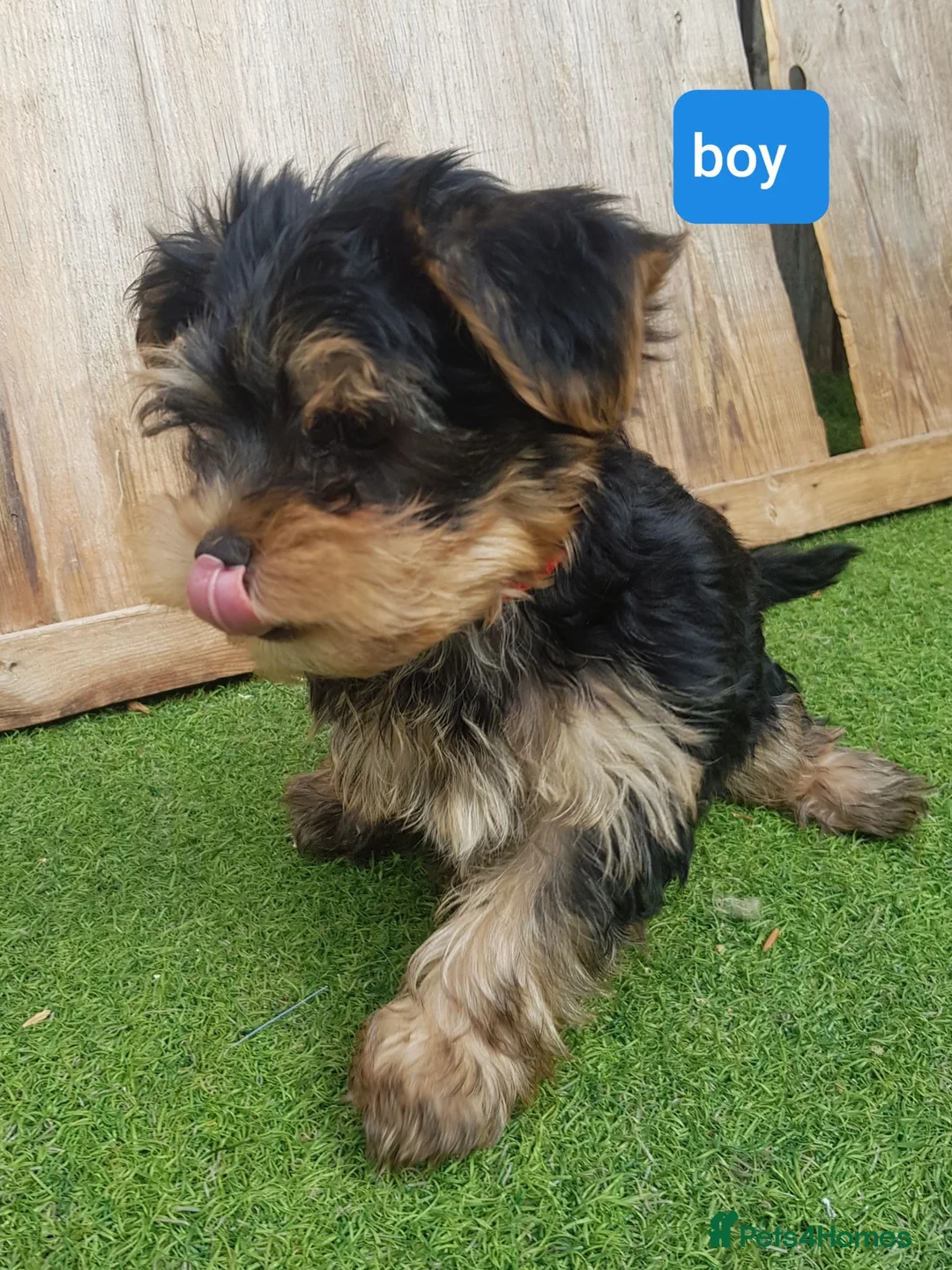 Yorkshire Terrier dogs for sale: Yorkshire terrier puppies 1  boy 12 weeks old  - Advert 2