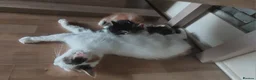 Mixed Breed cats for sale: 4 kittens  - Advert 2