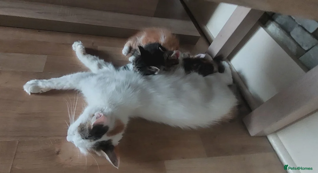 Mixed Breed cats for sale: 4 kittens  - Advert 2