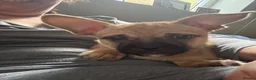 Mixed Breed dogs for sale: Gary 11month cheeky chap in Ilford - Advert 10