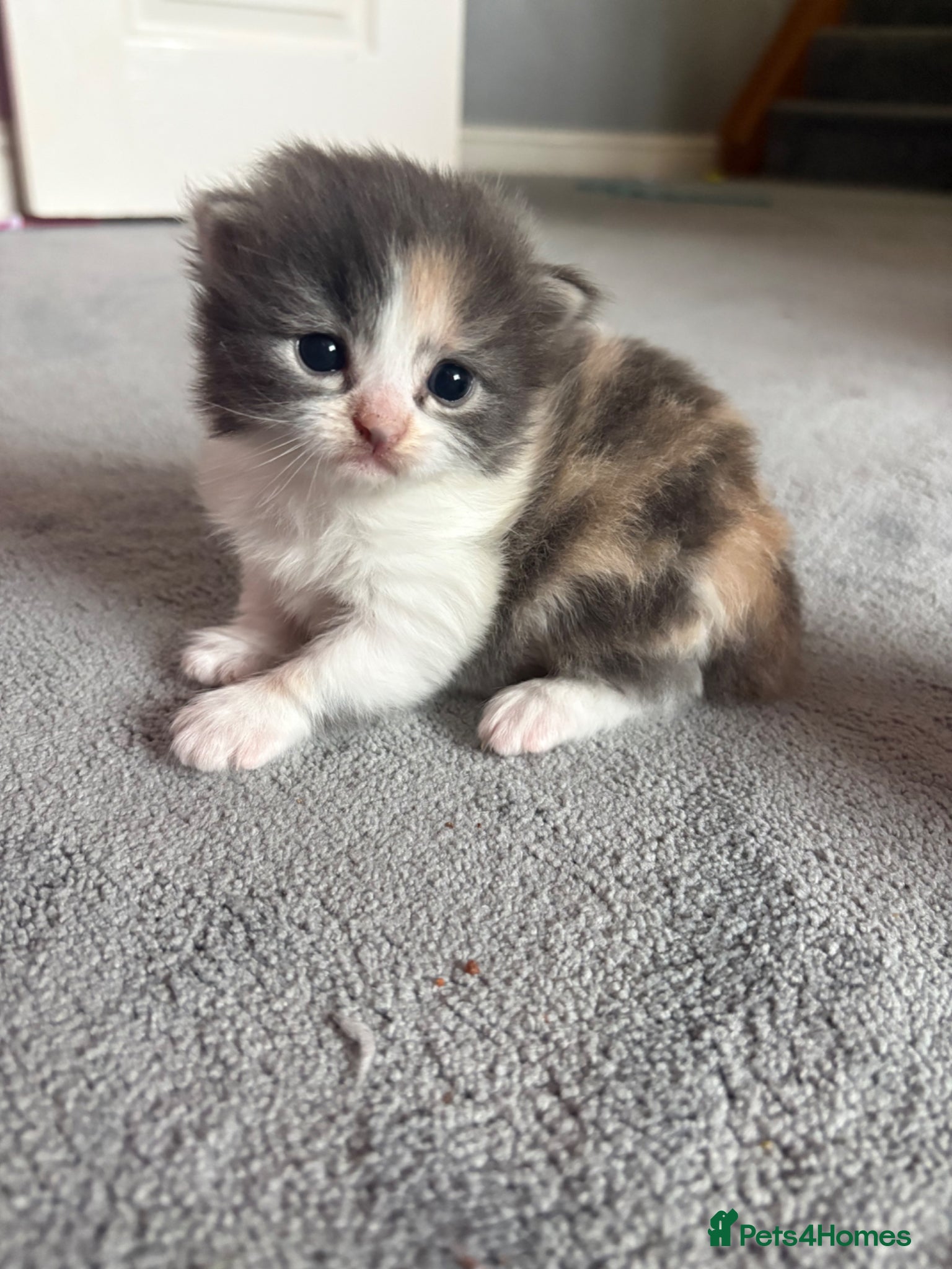 Mixed Breed cats for sale: Maine Coon cross Persian Kittens  - Advert 5