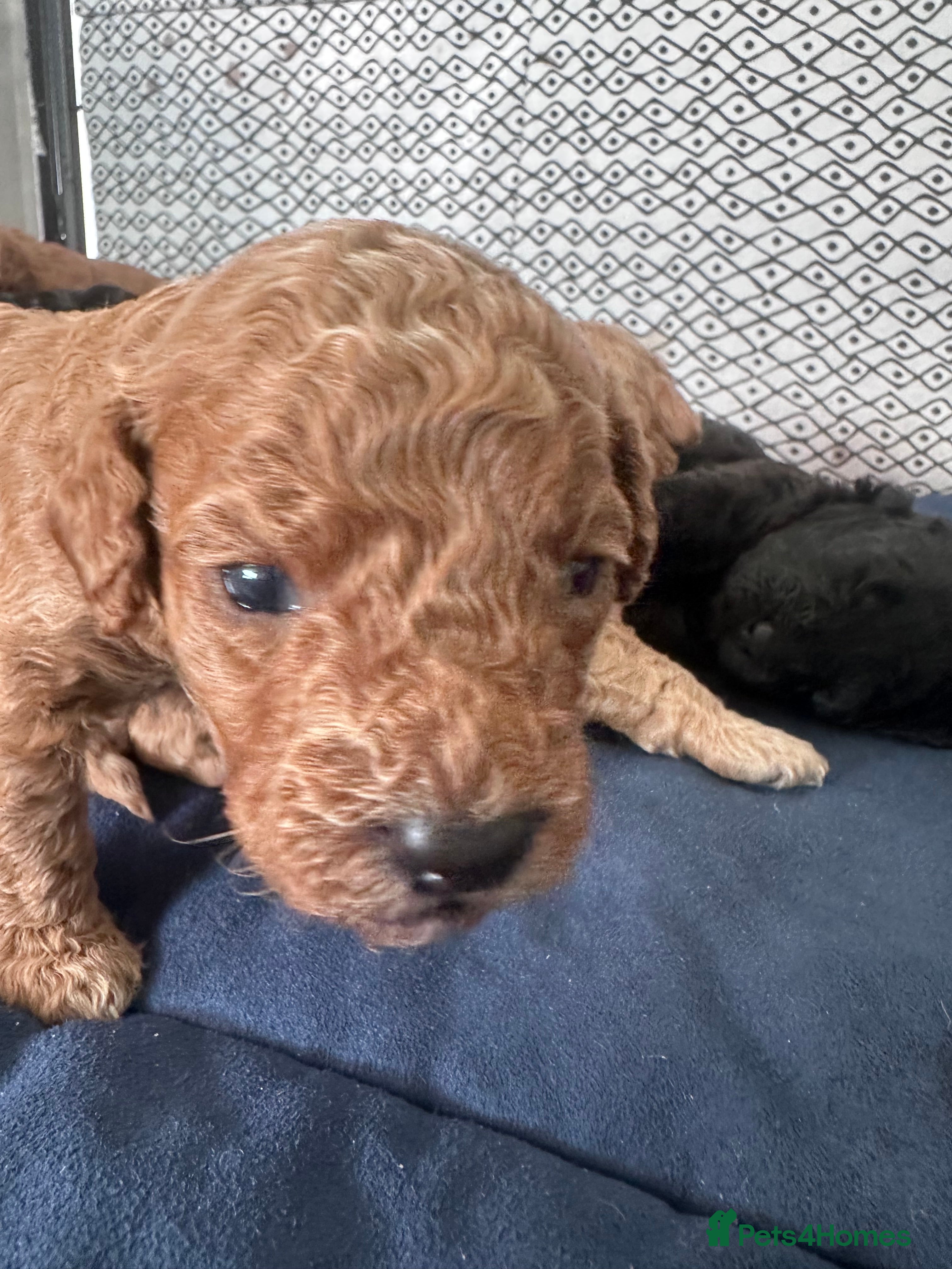 Cavapoo dogs F1B Cavapoo pups looking for their forever home - Advert 2