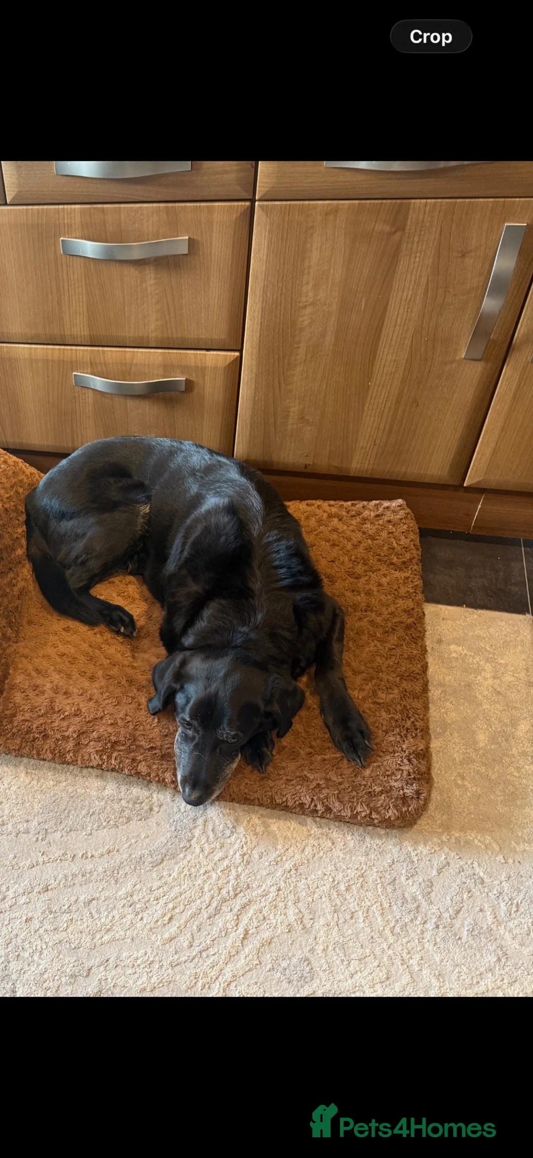 Labrador Retriever dogs for sale: Fiddy  in Aberdeen - Advert 2