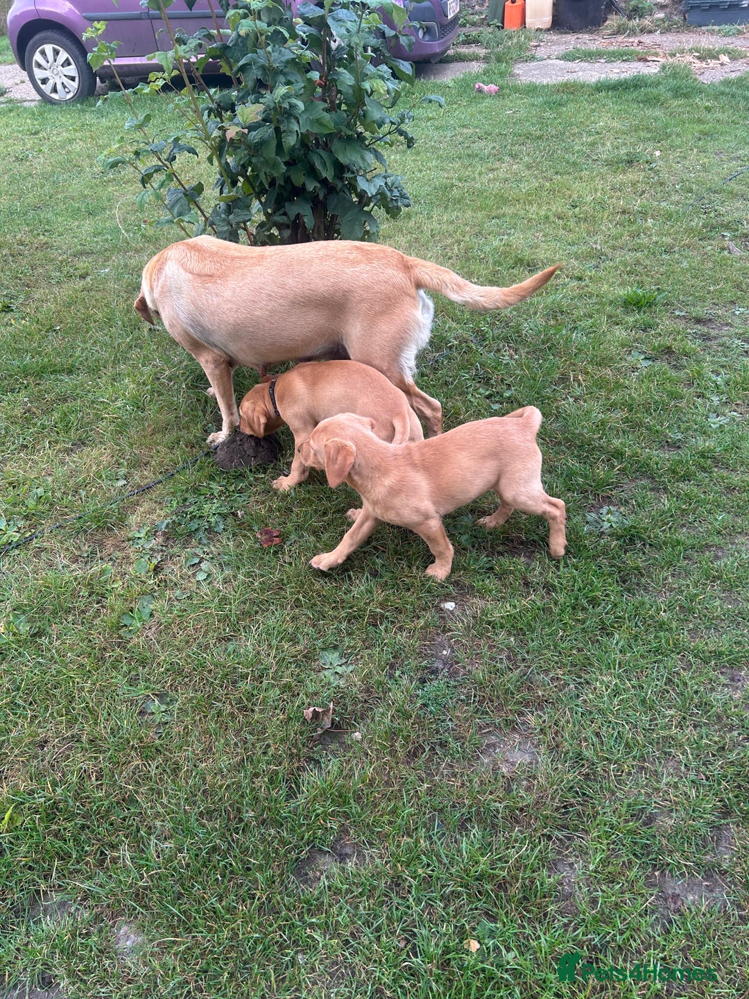 Labrador Retriever dogs for sale: KC registered fox red puppies - Image 2