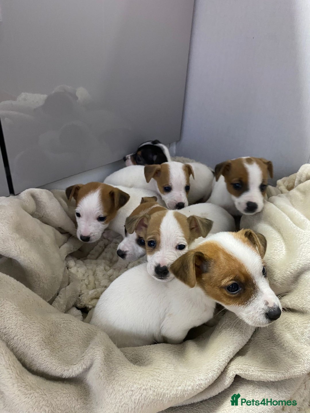 Jack Russell dogs for sale: Miniature Jack Russell puppies🐶 - Advert 9