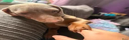 Miniature Dachshund dogs for stud: Mr Blue Sky (STUD) - Advert 2