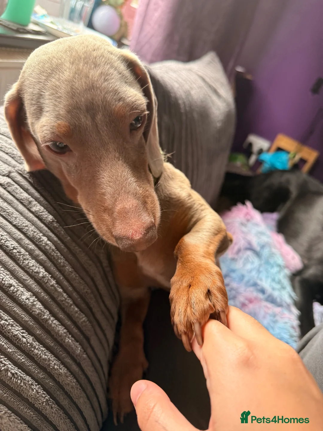 Miniature Dachshund dogs for stud: Mr Blue Sky (STUD) - Advert 2