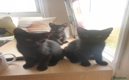 Bengal cats for sale: Bengal X kittens for sale - Image 1