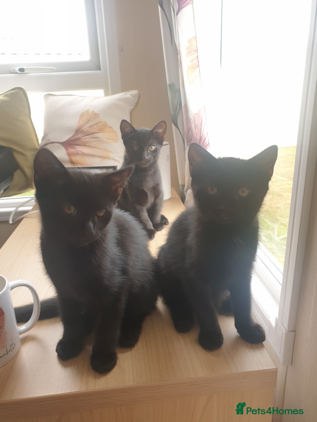 Bengal cats for sale: Bengal X kittens for sale - Image 1
