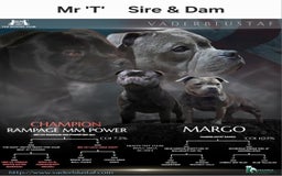 Staffordshire Bull Terrier dogs for stud: Mr T Champion sired Stud Blue gene 🧬 - Image 14