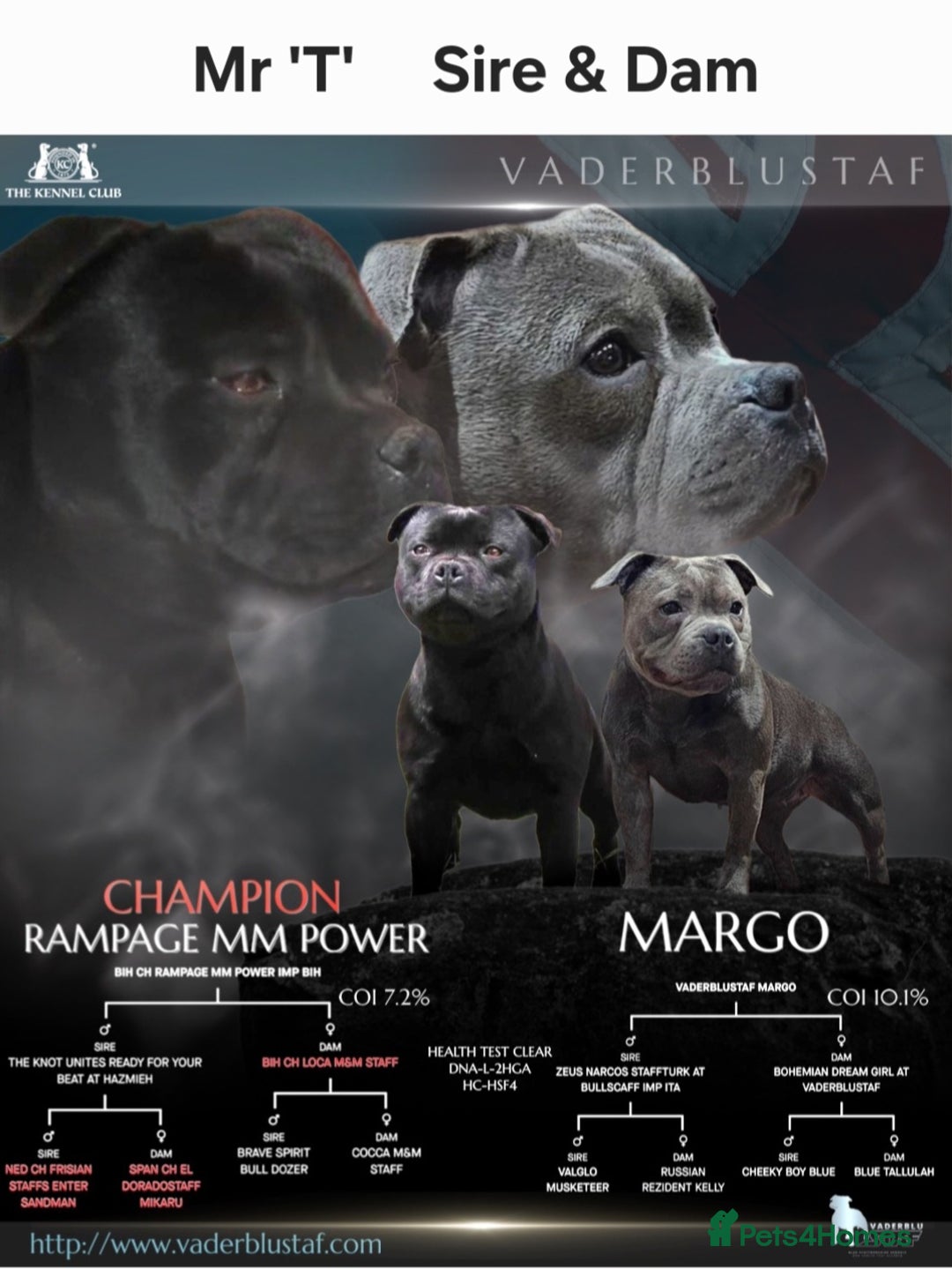 Staffordshire Bull Terrier dogs for stud: Mr T Champion sired Stud Blue gene 🧬 - Image 14