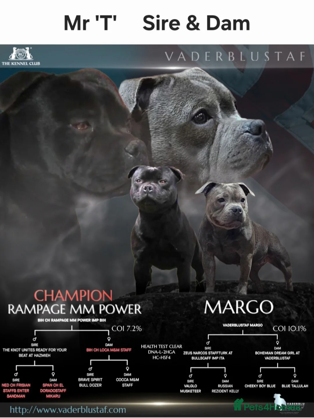 Staffordshire Bull Terrier dogs for stud: The one & only 'Mr T' Champ Sired - Advert 15