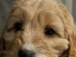 Cockapoo dogs Cockapoo babies - Advert 16