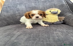 Cavalier King Charles Spaniel dogs for sale: Ready to go 🐶 Cavalier King Charles Spaniels - Image 19