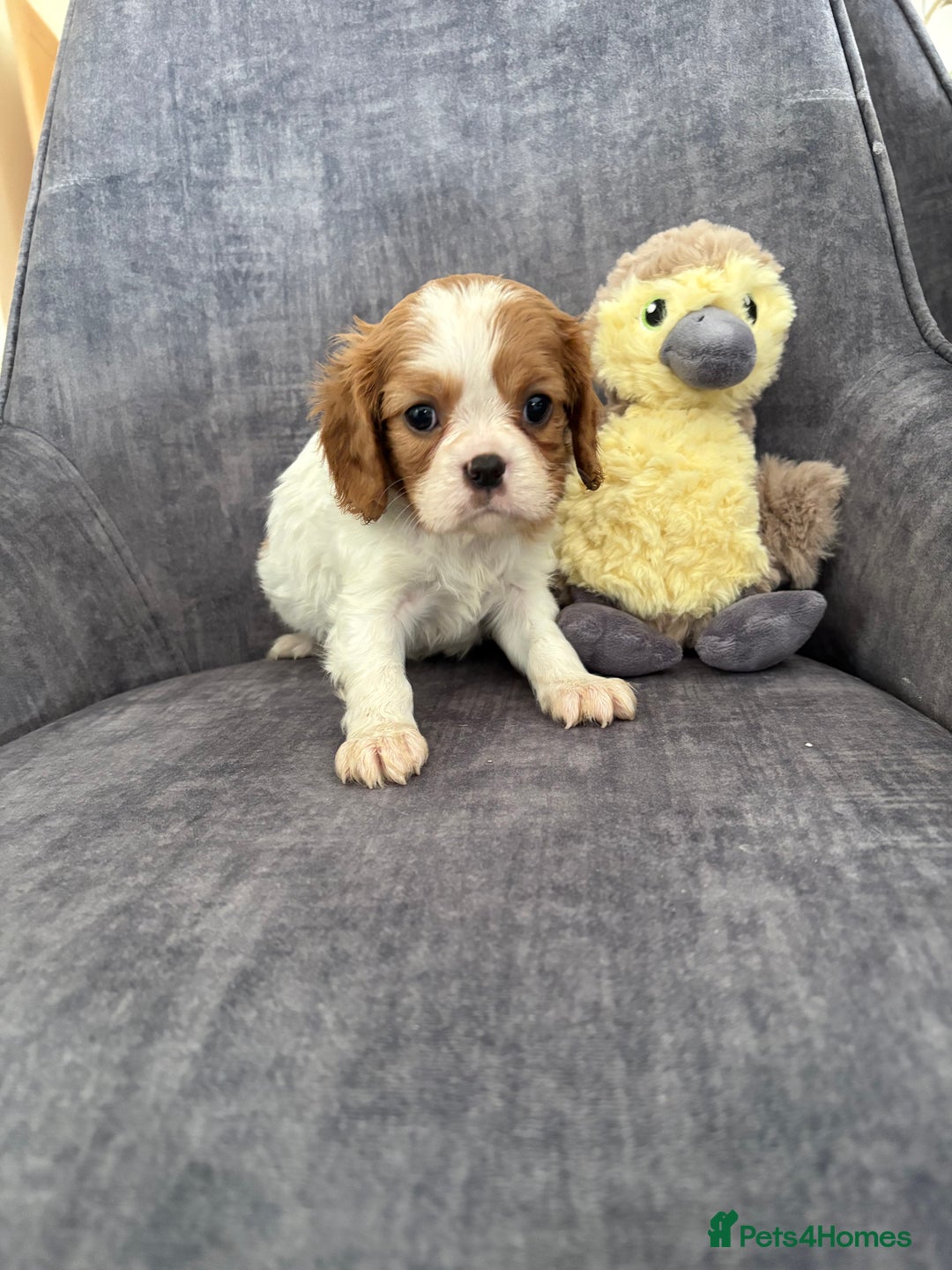 Cavalier King Charles Spaniel dogs for sale: Ready to go 🐶 Cavalier King Charles Spaniels - Image 19