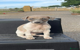 Whippet dogs for sale: Beautiful marked whippet puppies  - Image 3