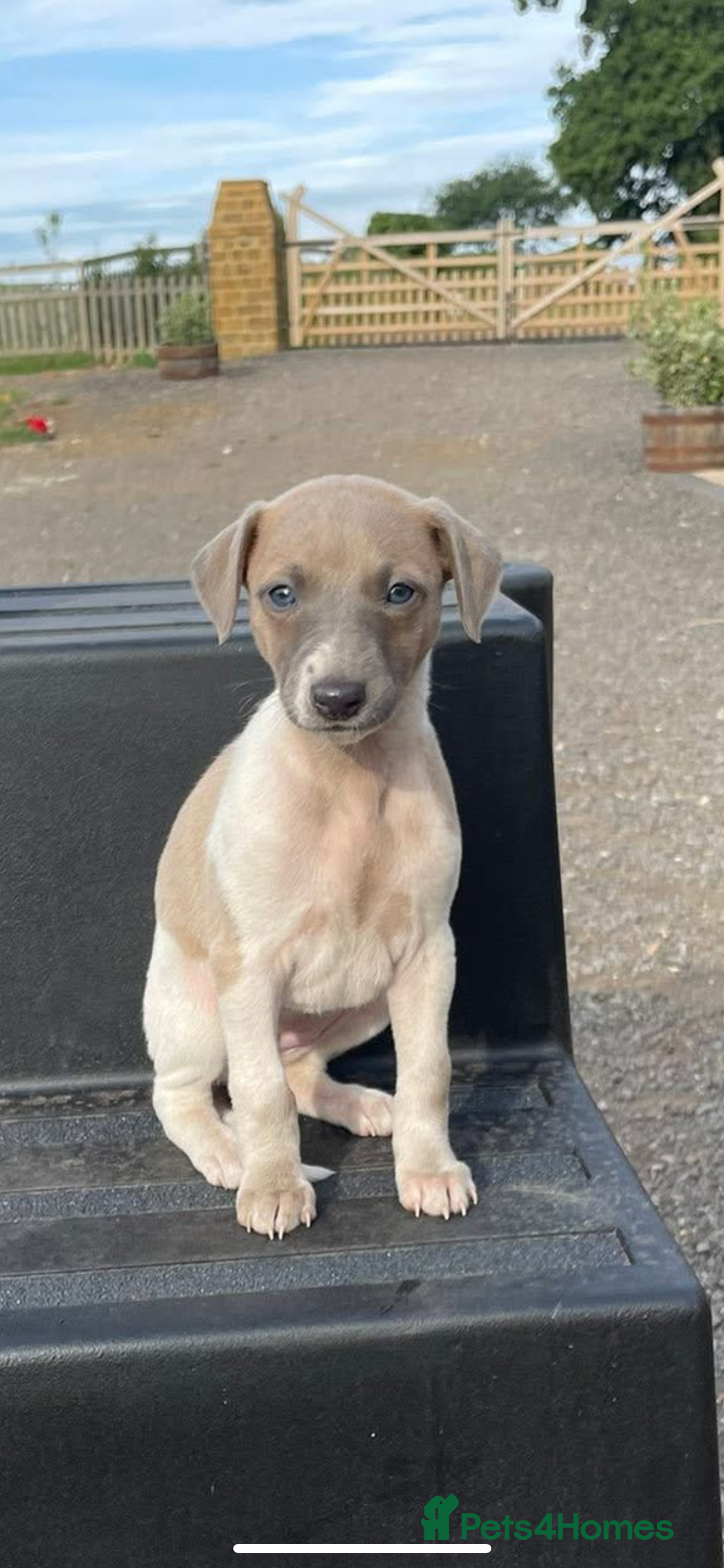 Whippet dogs for sale: Beautiful marked whippet puppies  - Image 3