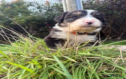 Bearded Collie dogs for sale: 🚨3/4 BEAUTIFUL BEARDIE PUPPIES 🚨 - Image 11