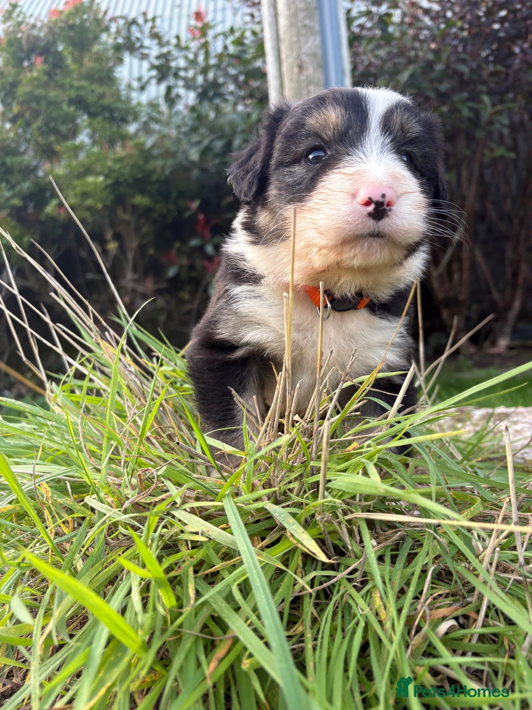 Bearded Collie dogs for sale: 🚨3/4 BEAUTIFUL BEARDIE PUPPIES 🚨 - Image 11