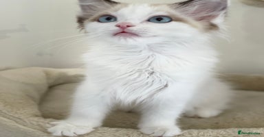 Ragdoll cats - Advert 15
