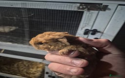 Ferret rodents for sale: Gineapig babies  in Rugby - Image 1