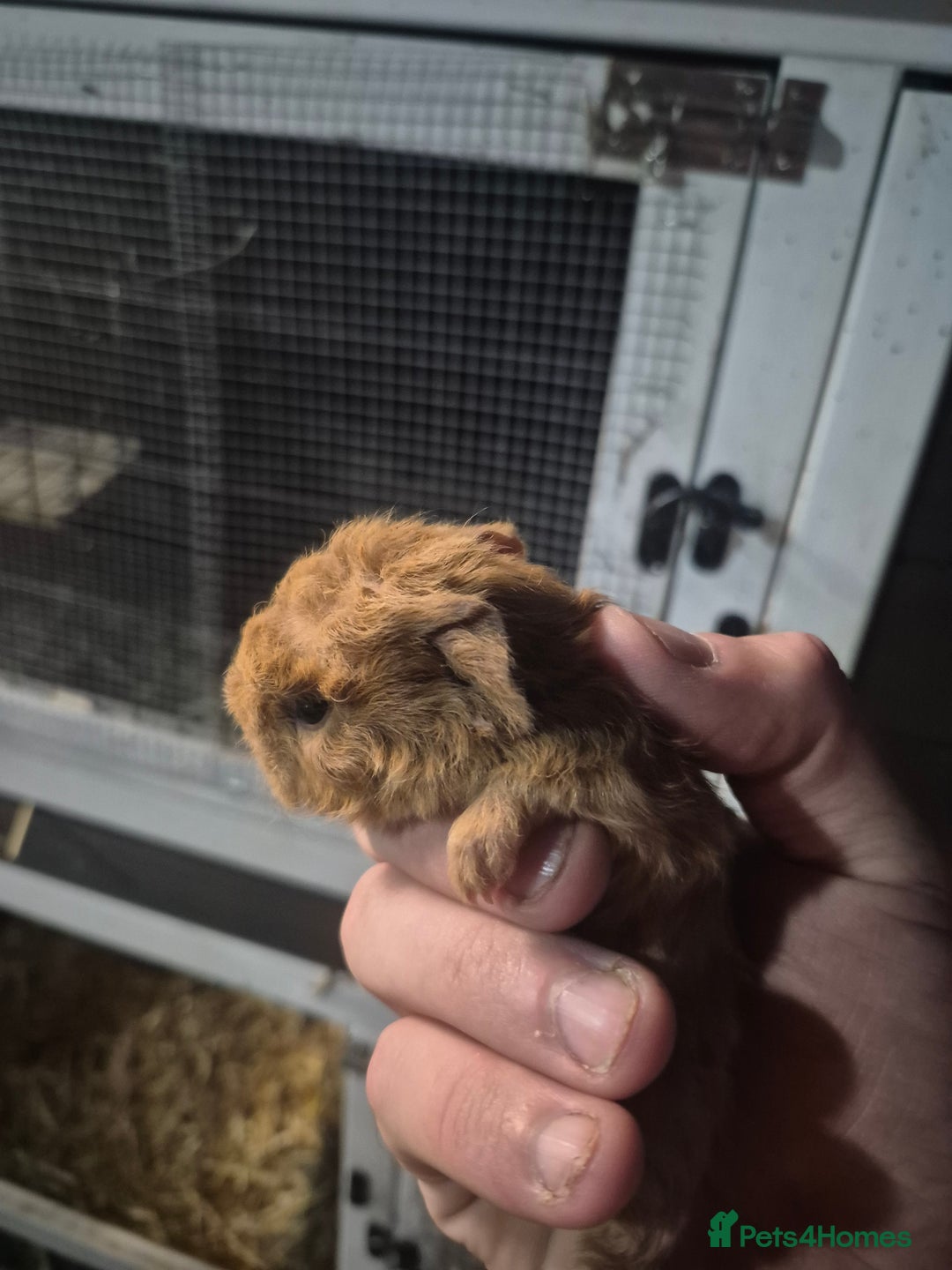 Ferret rodents for sale: Gineapig babies  in Rugby - Image 1