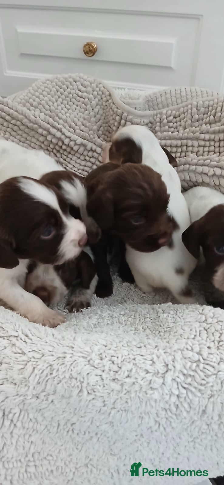 Cocker Spaniel dogs ‼️new updated photos‼️Stunning cocker spaniel Pups - Advert 2