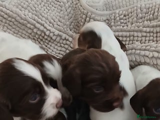 Cocker Spaniel dogs - Advert 2