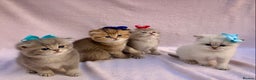 British Shorthair cats for sale: 💕Pedigree GCCF blue golden British shorthair - Advert 1