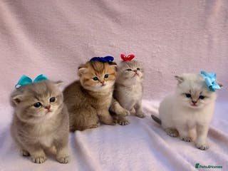 British Shorthair cats 💕Pedigree GCCF blue golden British shorthair - Advert 6
