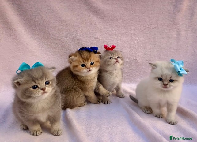 British Shorthair cats - Advert 2