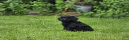 Cockapoo dogs for sale: Cockapoo Pups - Fully Health Tested and vaccinated in Wigton - Advert 11