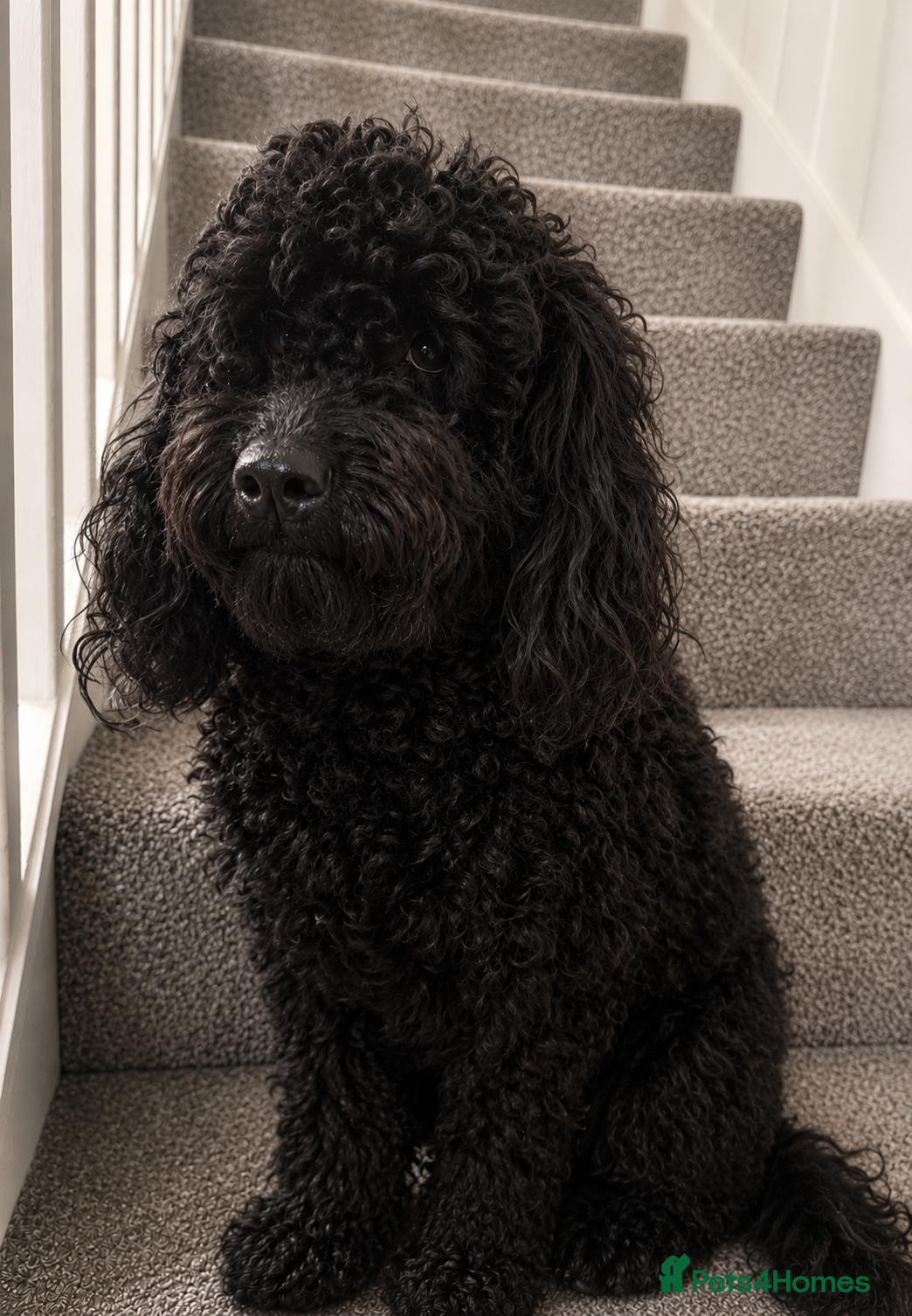 Miniature Poodle dogs Purebred Miniature Poodle Puppies - Advert 2