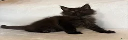 Maine Coon cats for sale: READY NOW 🐾 STUNNING GCCF MAINE COON KITTENS 🐾 - Advert 20